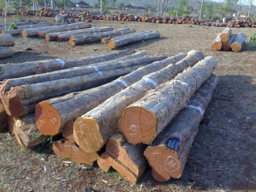 Bija wood