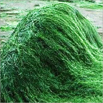 Raw Spirulina