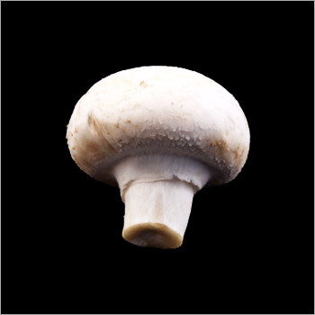 Fresh Mushroom