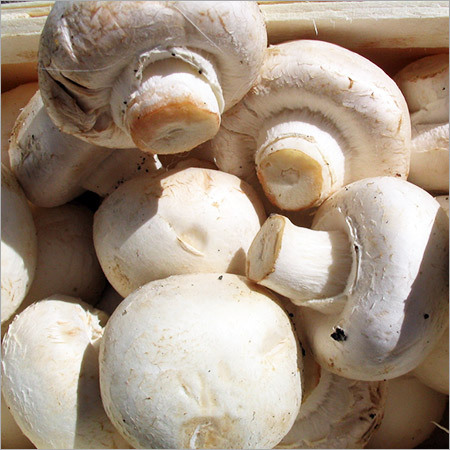 Organic Mushroom