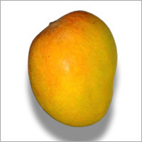 Alphonso Mango