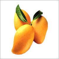 Kesar Mango