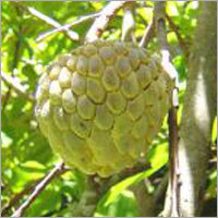 Green Custard Apple