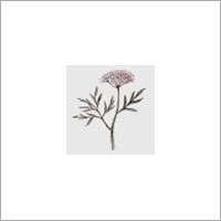 Aniseed (Pimpinella Anisum)