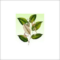 Benzoin (Styrax Benzoin)