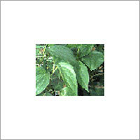 Betel leaf (Piper Betle)