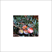Cade (Juniperus Oxycedrus)