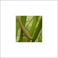 Calamus (Acorus Calamus)