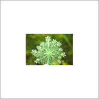 Celery Seed (Apium Graveolens)
