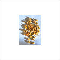 Chamomile German (Matricaria Chammomila)