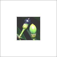 Cinnamon Leaf (Cinnamomum Verum)
