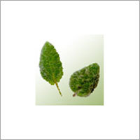 Clary Sage (Salvia Sclarea)