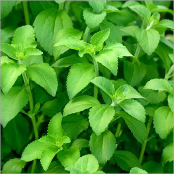 Stevia Leaves