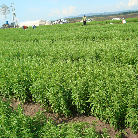 Stevia Dry Leaf Powder