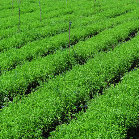 Stevia Nursery