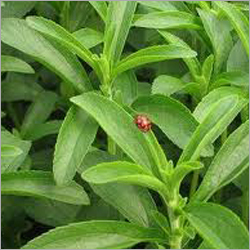 Stevia Herbal Products