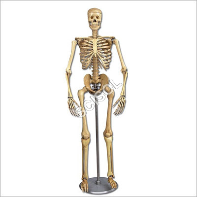 Human Skeleton Model
