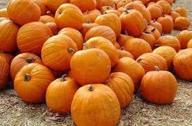 Pumpkin