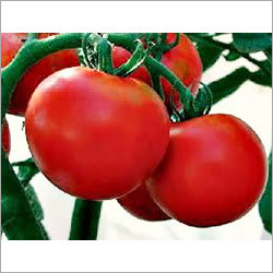 Tomato