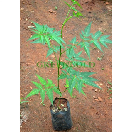 Neem Plants