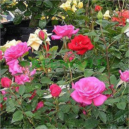 Rose Plants
