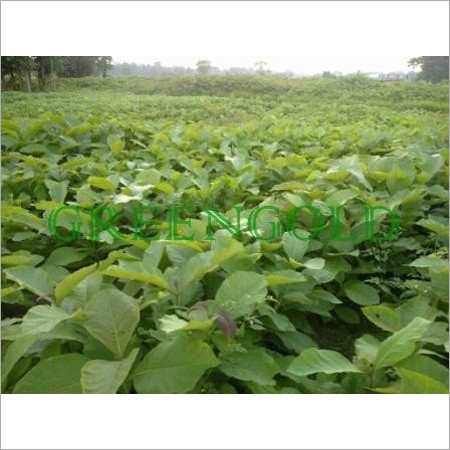 Teak Plants