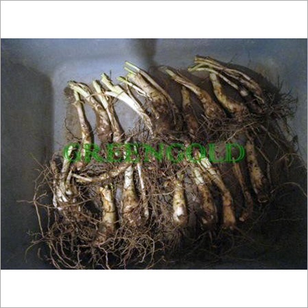 Tuberose Tubers