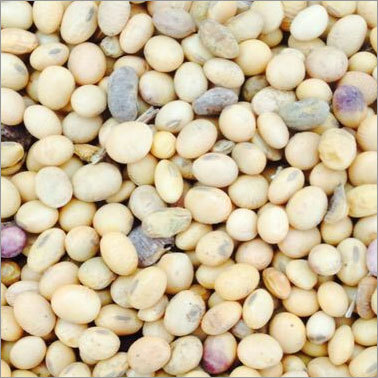 Dried Soybean Seeds