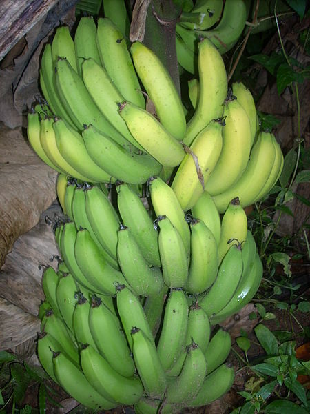 Robusta Banana