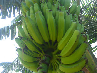 Monthan Banana