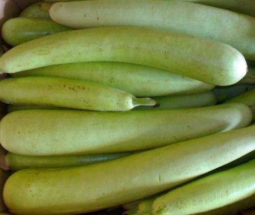 bottle gourd