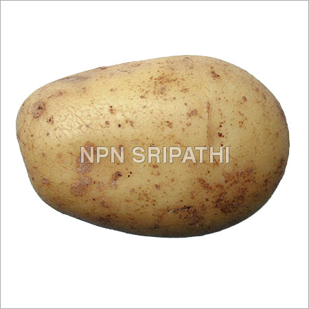 Fresh Potato