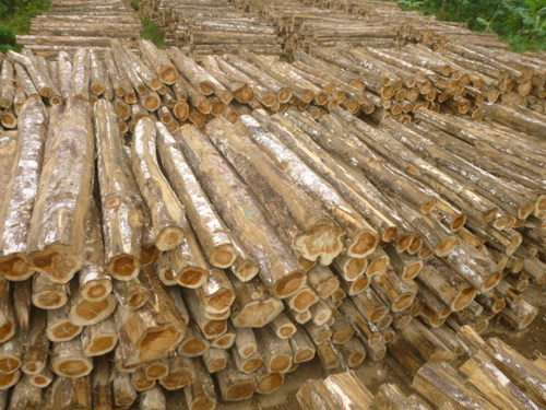 Teak Logs Teak Logs