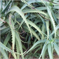 aloevera