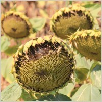 Herbal & Botanical Products