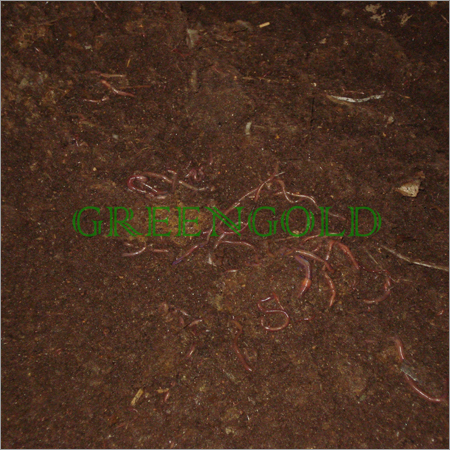Soil Conditioing Vermiculture