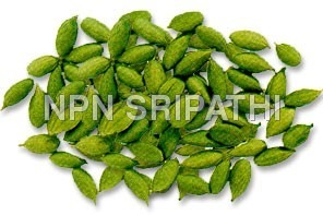 Cardamom
