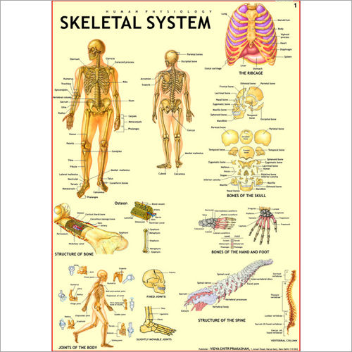 The Skeletal System Chart