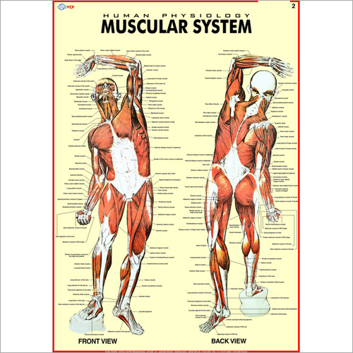 Muscular System Chart