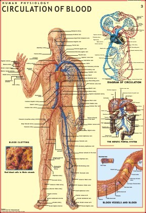 Circulation Of Blood Chart
