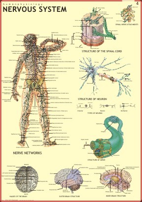 Nervous System Chart
