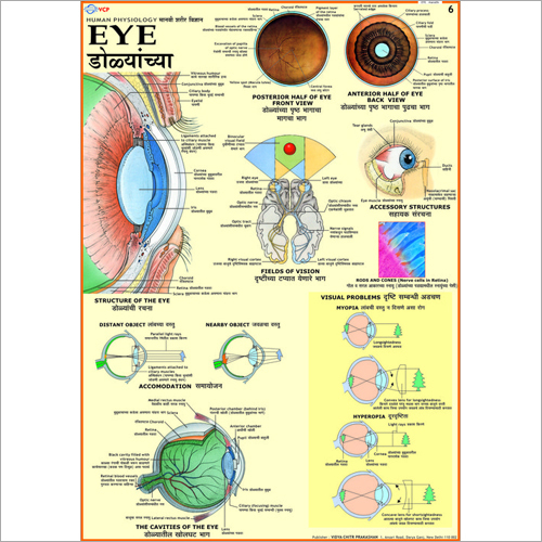 Human Eye Chart