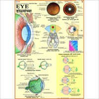 Human Eye Chart - Laminated Multicolour Print, Dimensions: 70 X 100 Cm | Dual-language Options, Fitted With Durable Plastic Rollers