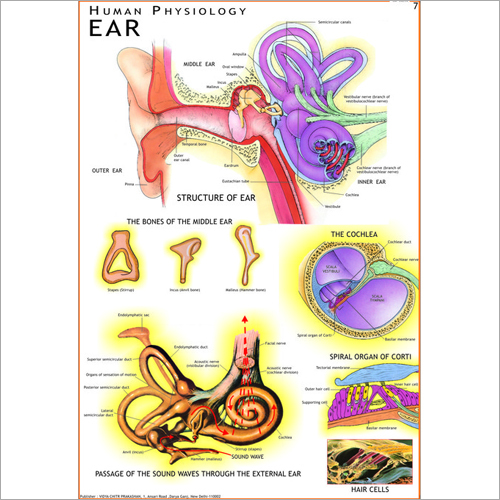 Human Ear Chart