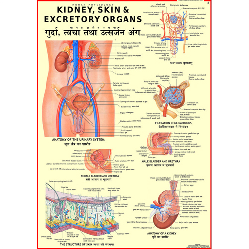 Kidney, Skin, & Excretory Organs Chart