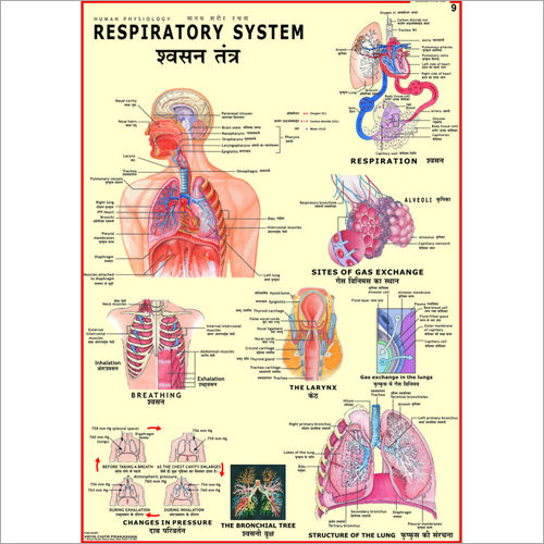 Respiratory System Chart