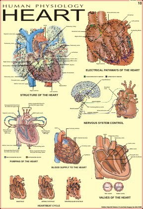 Human Heart Chart