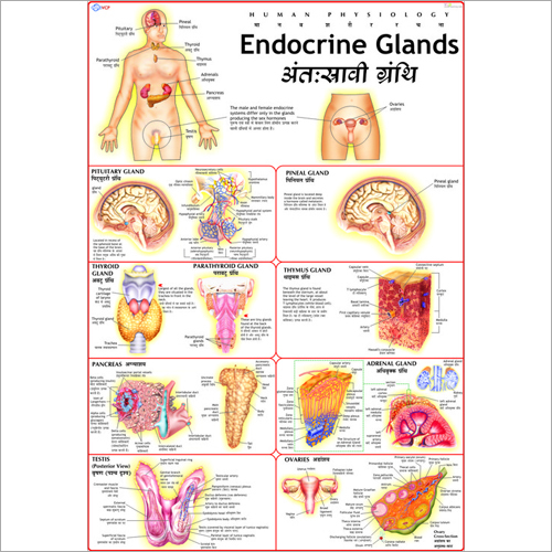Endocrine System Chart