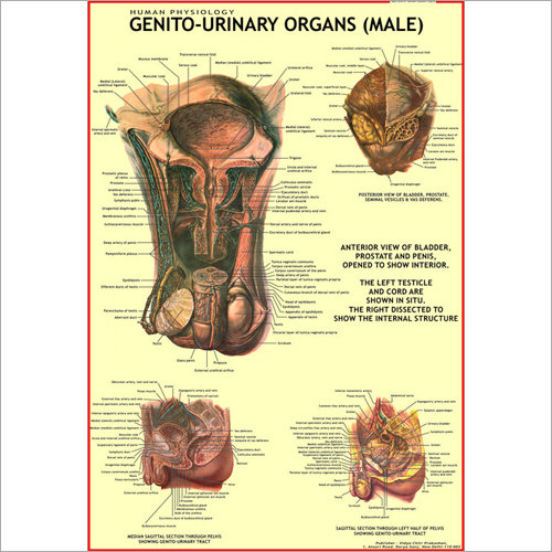Genito Urinary Organs (Male) Chart