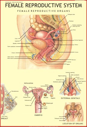 Female Reproductive System Chart